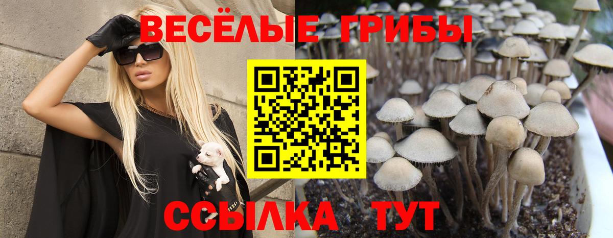 как найти закладки  Псилоцибиновые грибы MAGIC MUSHROOMS  Вход с VPN  Ленинск-Кузнецкий  Галлюциногенные грибы Cubensis 